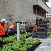 Ültetés Szeredában a főtér közelében
