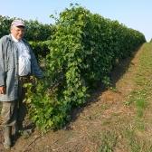 A szőlő és aki bemutatta: Muth József, a szőlős brigád vezetője (egyben az egyik legkiválóbb pálinkafőző!))