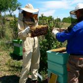 Méhek testközelből, önkéntes méhszúrással