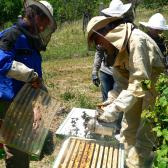 Méhek testközelből, önkéntes méhszúrással