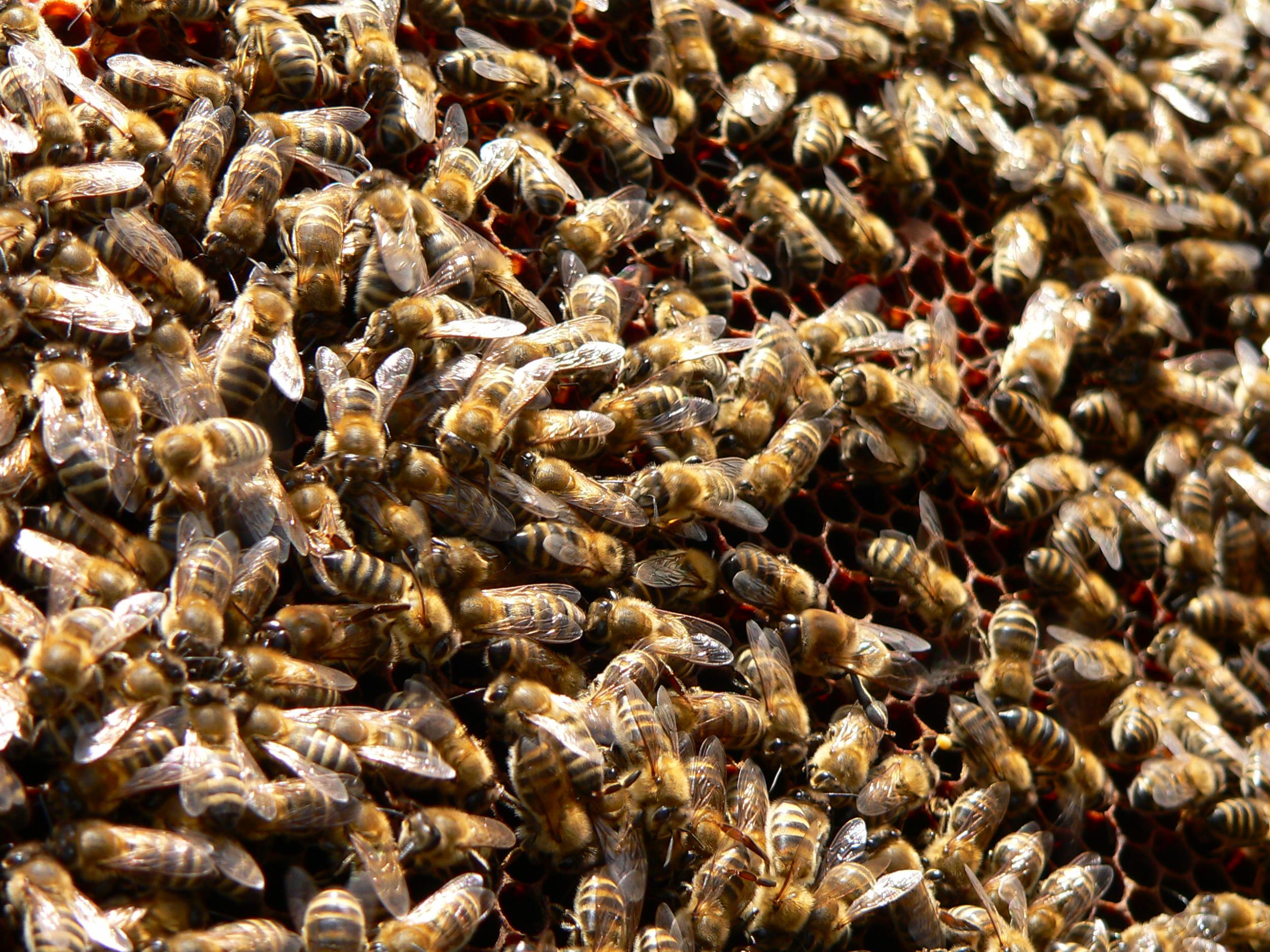 Méhek felállítása, Méhek testközelből, önkéntes méhszúrással